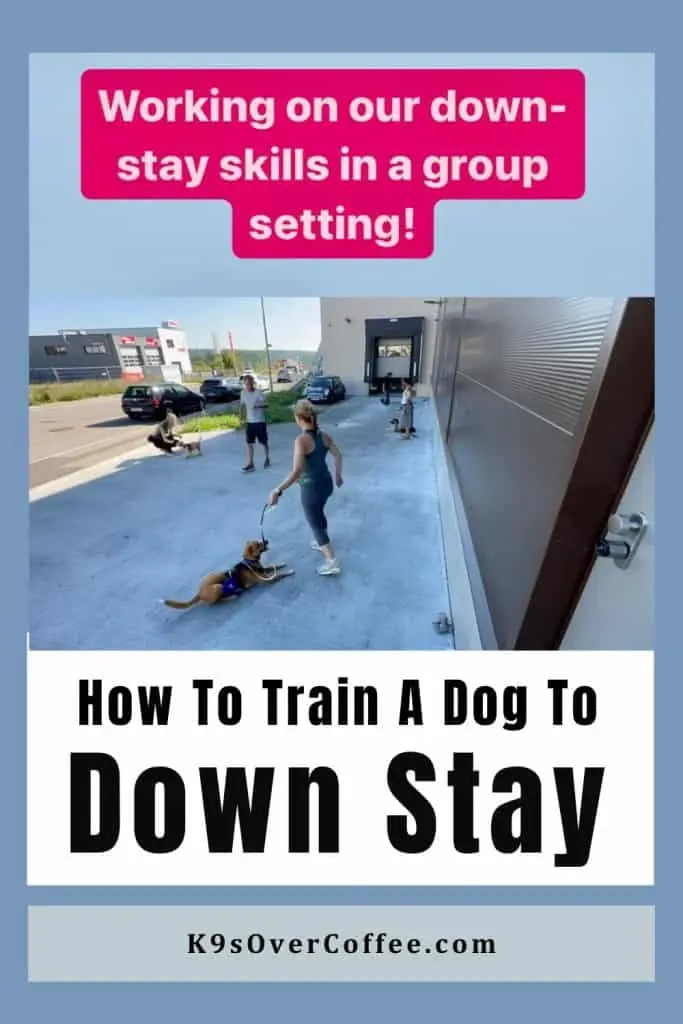 Outside group dog training class practicing down-stays with their respective dogs