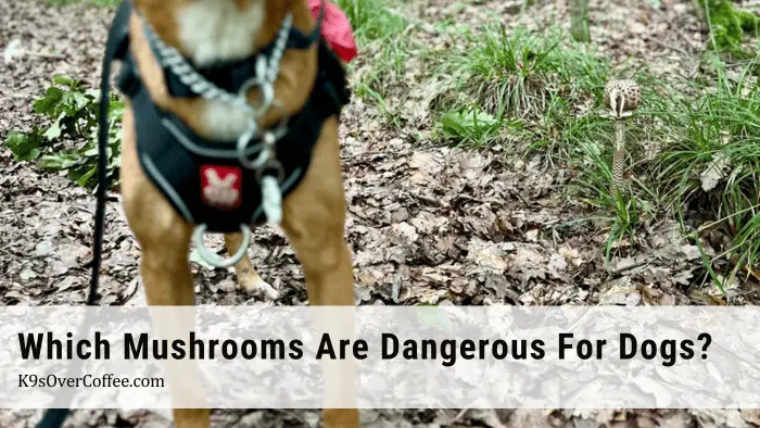 Brown dog standing next to a potentially dangerous mushroom for dogs