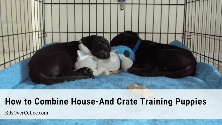 2 black boxer mix puppies lying down and sleeping on a blue blanket in a wire dog crate, resting their heads on plush dog toys