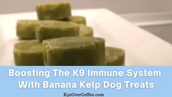 Boosting the K9 Immune System With Banana Kelp Dog Treats