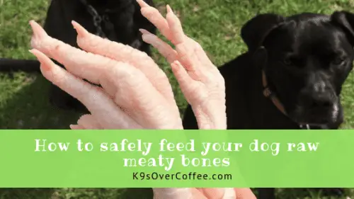 How to safely feed your dog raw meaty bones