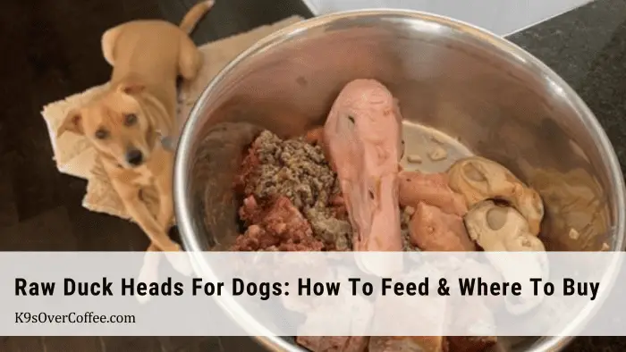 Brown dog lying down next to a stainless steel dog bowl filled with DIY raw dog food, including a raw duck head for dogs