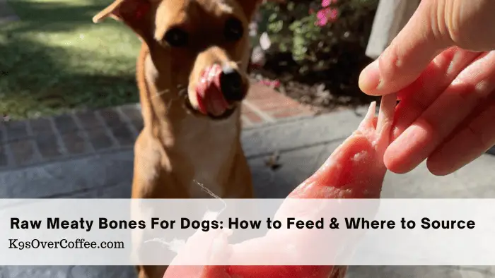 Brown Feist mix licking his chops over a raw meaty bone that someone's holding in front of him