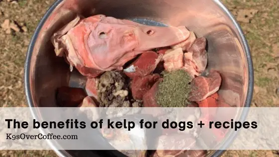 The benefits of kelp for dogs + recipes