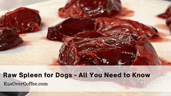 Raw Spleen for Dogs - All You Need to Know