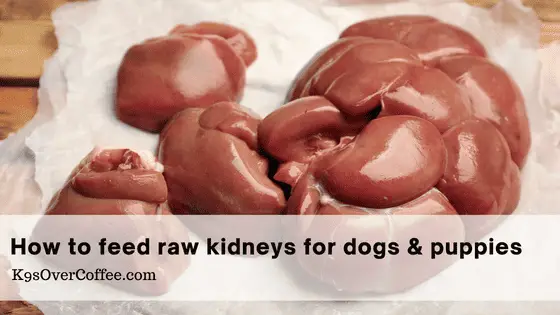 How to feed raw kidneys for dogs & puppies