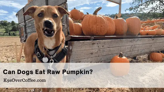 Can dogs eat raw pumpkin?