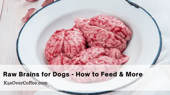 Raw Brains for Dogs - How to Feed & More