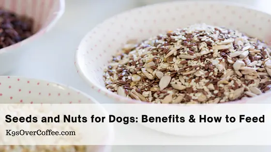 Seeds and nuts for dogs: Benefits & how to feed