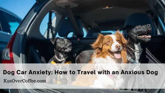 Dog car anxiety - how to travel with an anxious dog