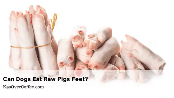 Can dogs eat raw pigs feet?