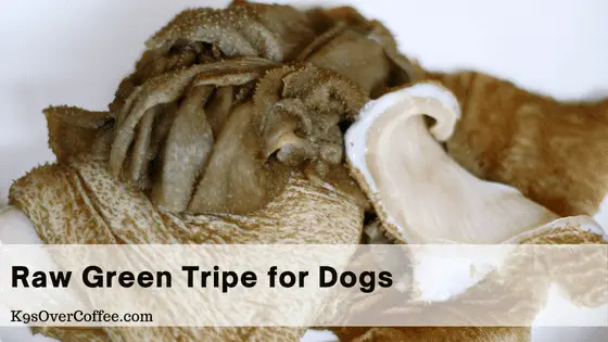 Raw green tripe for dogs