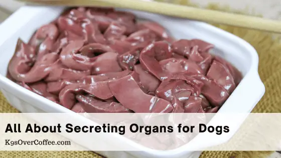 All about secreting organs for dogs in raw feeding