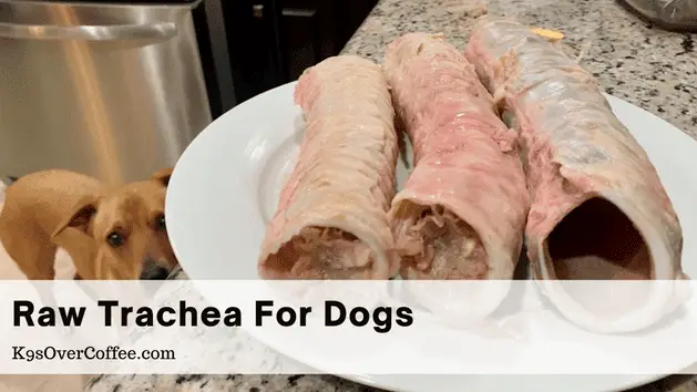 Raw trachea for dogs