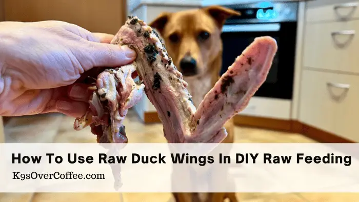 Feist dog sitting in front of a raw duck wing that someone's holding in their hand