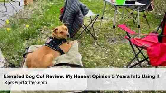 Brown dog wearing a harness lounging on a blanketed elevated dog cot at a campsite