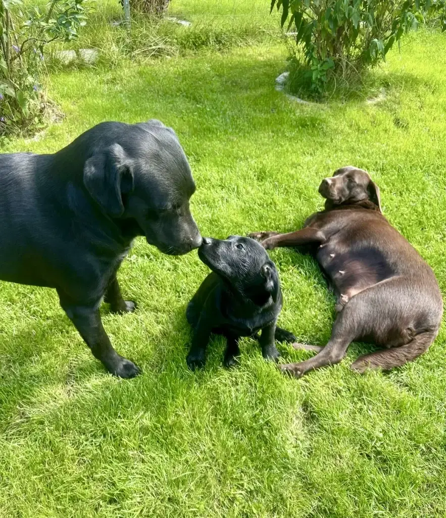 Black Labrador puppy outside on green grass next to her mom and dad - Pepper with her dog family