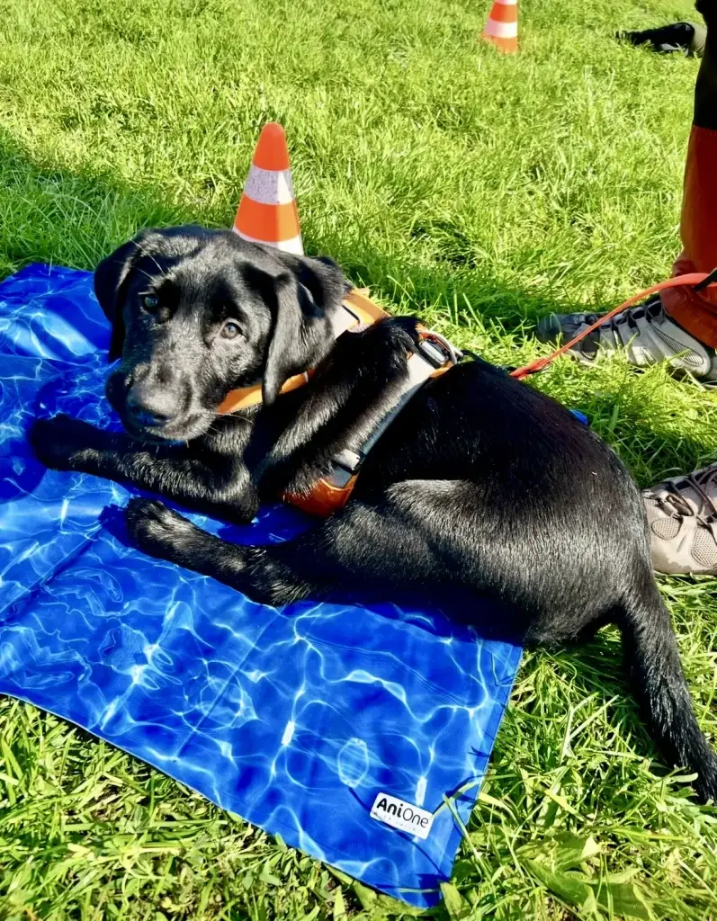 3-month-old black Labrador puppy Pepper lying on a cooling mat during puppy kindergarten class