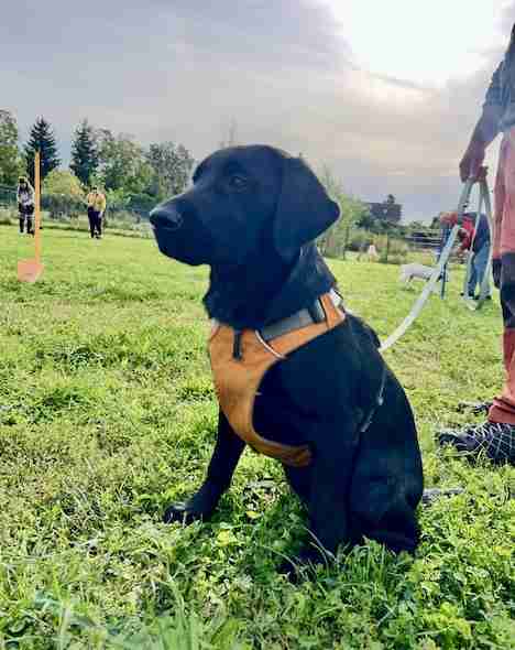 Black 4 month old Labrador puppy Pepper wearing an orange harness, sitting on green grass during a puppy kindergarten class with other dogs and people in the background