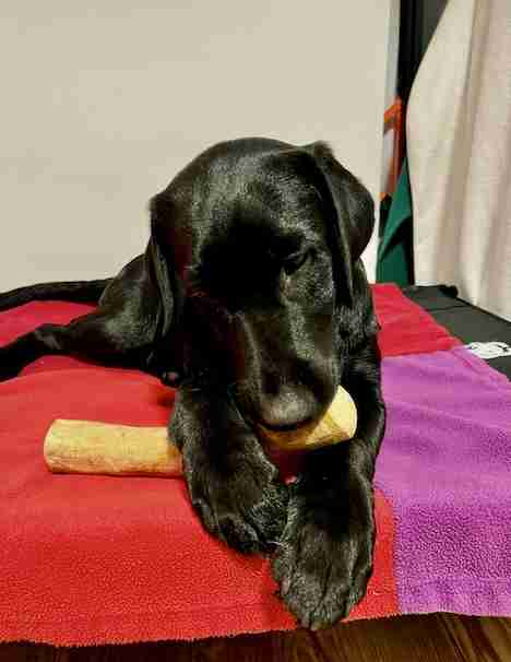 Black Labrador puppy Pepper lying on a red and purple blanket while chewing on an olive wood chew stick for dogs