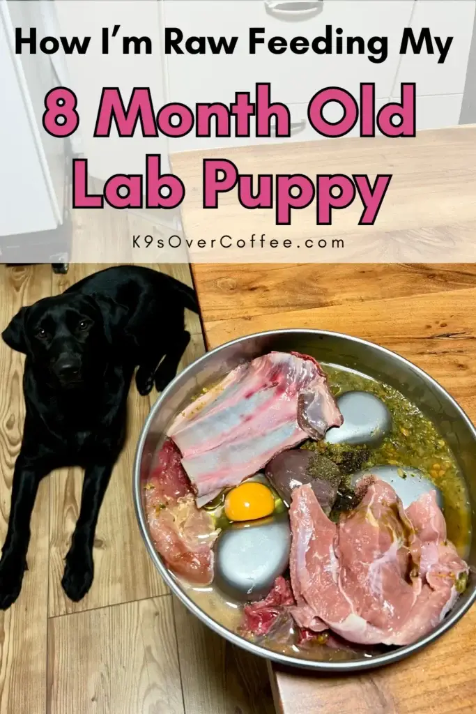 A black Labrador puppy lies on a wooden floor next to a table with a stainless steel bowl filled with a raw dog food meal, photographed from above, followed by the text overlay 