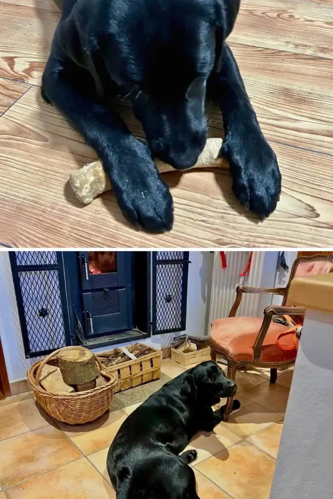 A black Labrador puppy lies on a wooden floor chewing an olive wood dog chew, shown above a second image of her lying indoors next to a basket of firewood by a fireplace