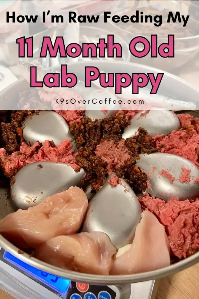 Raw dog food meal prep for an 11 month old Labrador puppy on a kitchen scale, showing a ground beef blend, chicken breast, raw fish and pureed veggies in a stainless steel bowl, with the title "How I'm Raw Feeding My 11 Month Old Lab Puppy" and K9sOverCoffee.com