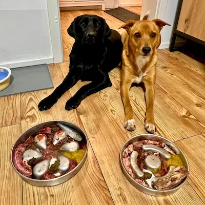 Slow feeder bowls for dogs who eat too fast